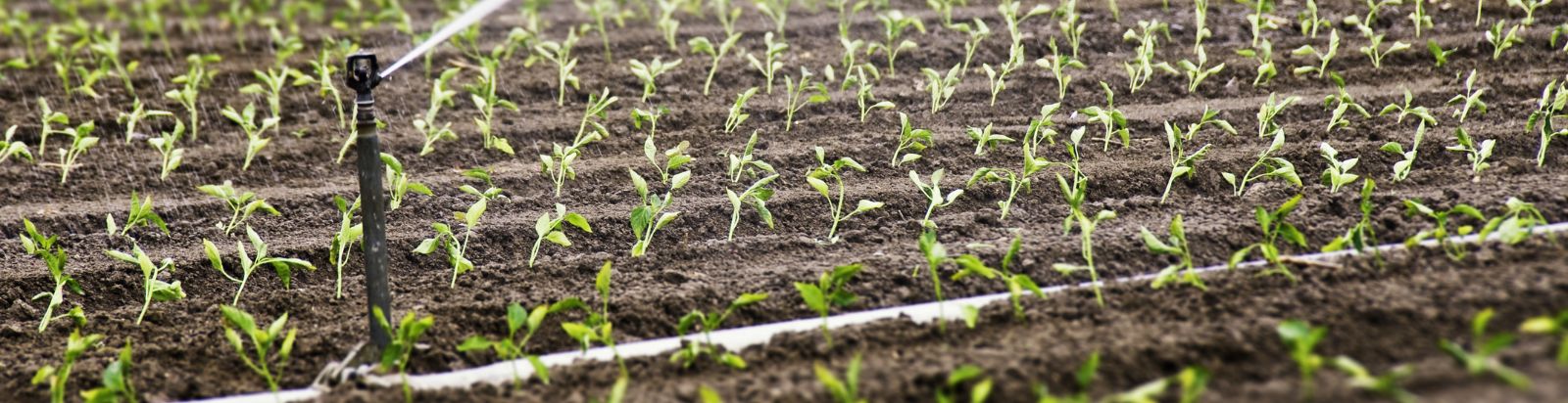 Photo of crops being irrigated