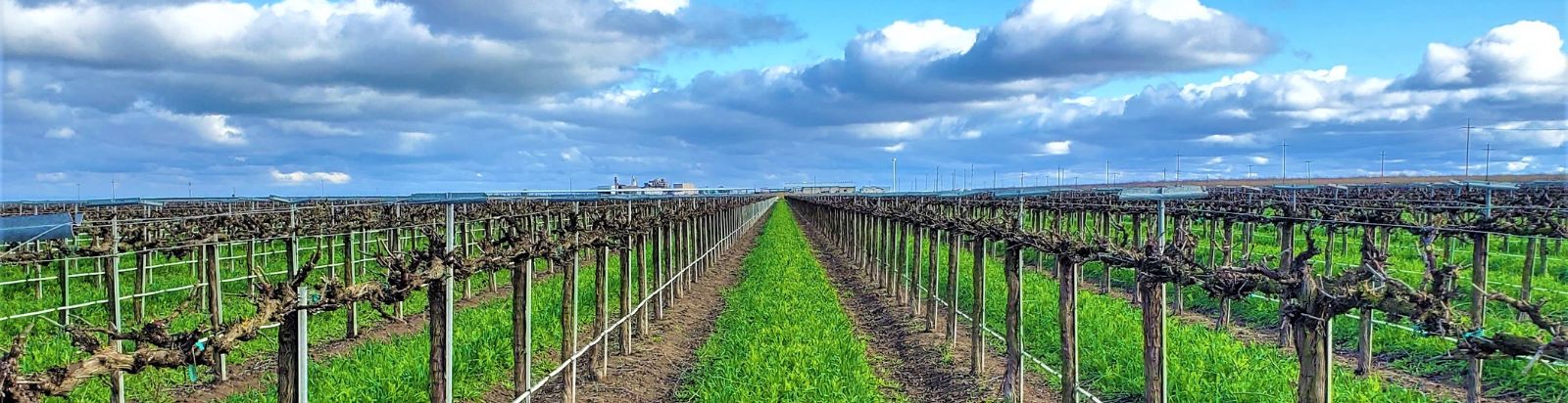 Photo of vineyard in winter