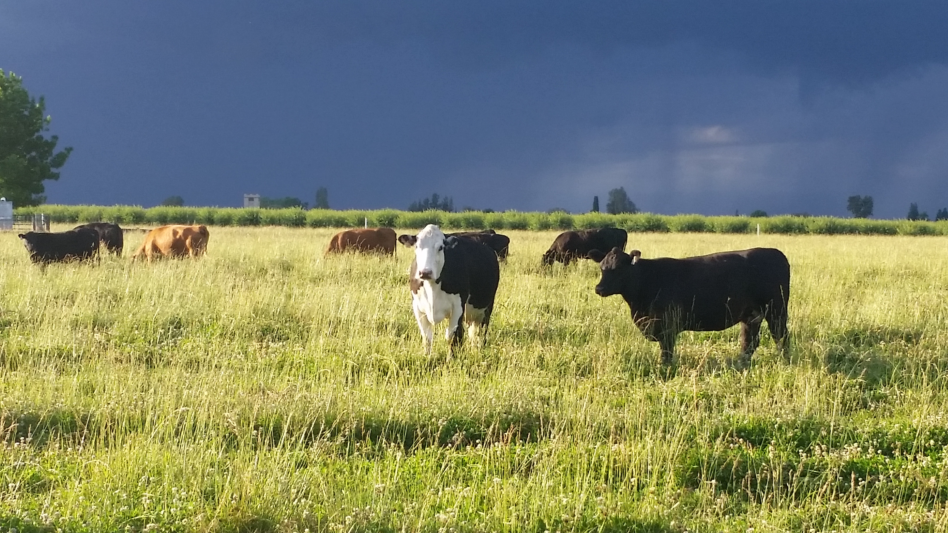 cattle, grazing, storm